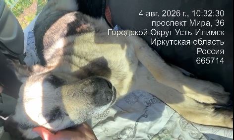 04.08.2026 отлов в районе Мира 28, кобель серый